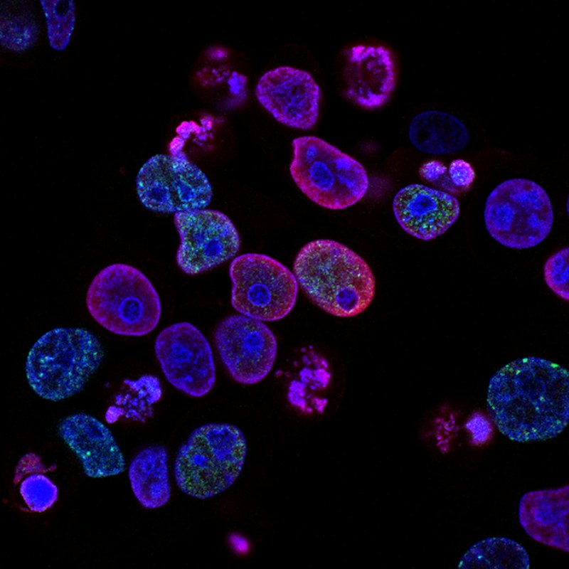Primary cell isolation